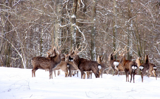 24_Žvėrių aptvaras (1).jpg